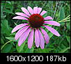 Click image for larger version

Name:	Purple coneflower, 07.22.08.jpg
Views:	5787
Size:	186.5 KB
ID:	23986