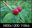 Click image for larger version

Name:	Berries, 07.22.08.jpg
Views:	565
Size:	118.7 KB
ID:	23995