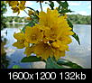 Click image for larger version

Name:	Cluster of yellow flowers, 07.23.08.jpg
Views:	11511
Size:	132.4 KB
ID:	24102