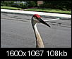 Click image for larger version

Name:	Bird in Flight 009.jpg
Views:	1778
Size:	108.2 KB
ID:	27380