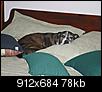 Click image for larger version

Name:	Nina on Bed.JPG
Views:	1000
Size:	77.5 KB
ID:	3291