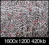 Click image for larger version

Name:	ice storm and christmas party 08 024.jpg
Views:	3712
Size:	420.5 KB
ID:	33010
