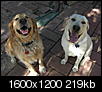 Click image for larger version

Name:	Dogs1912.jpg
Views:	343
Size:	219.4 KB
ID:	40825