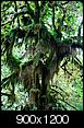 Click image for larger version

Name:	Hoh_Rainforest_2.jpg
Views:	28288
Size:	345.9 KB
ID:	44591