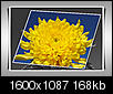 Click image for larger version

Name:	Double Framed Flowers.jpg
Views:	1030
Size:	168.4 KB
ID:	45139