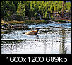 Click image for larger version

Name:	Deer in Snake River.jpg
Views:	39569
Size:	688.7 KB
ID:	45230