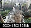 Click image for larger version

Name:	Hawk.jpg
Views:	569
Size:	828.2 KB
ID:	71273