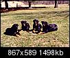 Click image for larger version

Name:	Yogi, Schev, Abby & Auggie.bmp
Views:	294
Size:	1.46 MB
ID:	75801