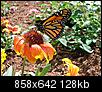Click image for larger version

Name:	Butterfly Brookgreen Gardens 4-2011.JPG
Views:	374
Size:	127.5 KB
ID:	78539