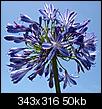 Click image for larger version

Name:	define-agapanthus-lily-of-the-nile-1.jpg
Views:	4971
Size:	50.0 KB
ID:	80952