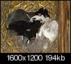 Click image for larger version

Name:	2 weeks bunnies.jpg
Views:	594
Size:	194.3 KB
ID:	8274