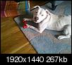 Click image for larger version

Name:	dog_and_bone.JPG
Views:	663
Size:	266.9 KB
ID:	83023
