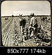 Click image for larger version

Name:	egyptian cotton in phoenix 1910.JPG
Views:	985
Size:	173.6 KB
ID:	86364