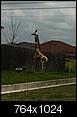 Click image for larger version

Name:	giraffe.jpg
Views:	534
Size:	168.2 KB
ID:	92369