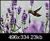 Click image for larger version

Name:	hummingbird.jpg
Views:	111
Size:	23.2 KB
ID:	99913