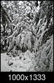 Near Record Heat Wave.-snowy-tree0001.jpg