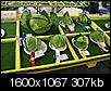 Alaska state fair: Giant cabbage-img_4338.jpg
