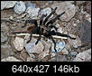 Arizona is a terrible place, do not think about living here.-tarantula.jpg