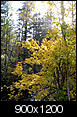 Leaves Changing Yet??-fall-colors-walker-az.jpg