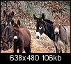 Pictures of Arkansas-2007_1227donkeysterrelrdhwyclarkco-0090.jpg
