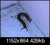 Scorpions, Tarantulas, Snakes, Oh-My-dsc01164.jpg