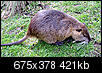 ifyou see one of these in your backyard or trashcan..shoot it!-nutria.jpg