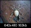 What is this bug?-spider-unknown-origin-2.jpg