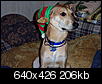 (VERY) Good Dog Kennels - Bangor Area-christmas-dogs-006re.jpg