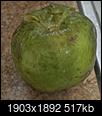 Fruit Identification question-img_20190727_204848.jpg