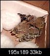 URGENT! Please identify fledgeling and what to feed it ASAP-20150720_191516-1.jpg