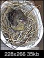 URGENT! Please identify fledgeling and what to feed it ASAP-fledgeling-eating2.jpg