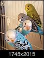 What Gender are My Parakeets? See pic --28619397_10155310790823244_2820260931144222348_o.jpg