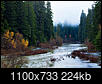 Hyperion: Tallest Redwood: Heard hide or hair? Scuttlebutt?-eel_1_1100mdv.jpg