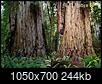 Hyperion: Tallest Redwood: Heard hide or hair? Scuttlebutt?-grove_of_titans_b_full.jpg