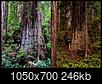 Hyperion: Tallest Redwood: Heard hide or hair? Scuttlebutt?-grove_of_titans_c_full.jpg