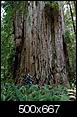 California the Beautiful - Redwoods and Rhododendrons-redwood_500.jpg