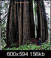 What do you like/dislike about living in the Eureka to Crescent City area?-cathedral_redwood_600copy.jpg