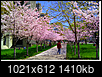 Do you have these trees in Ontario and Quebec?-screen-shot-2013-05-03-1.47.41