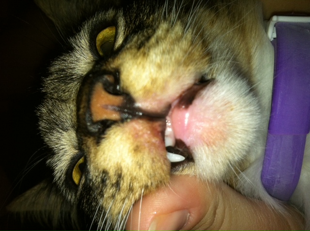103298d1352005063 8 month old kittens lips swelling top2