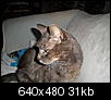 Amazing cat story-weez-bnb-nov-2011-b.jpg