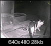 Cats out back (now w/ night vision pics)-tabbywhite.jpg