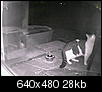 Cats out back (now w/ night vision pics)-tabbywhite3.jpg