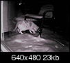 Cats out back (now w/ night vision pics)-differentwhite3.jpg
