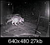 Cats out back (now w/ night vision pics)-differentwhite4.jpg