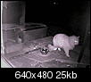 Cats out back (now w/ night vision pics)-fluffier.jpg