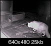 Cats out back (now w/ night vision pics)-fluffier2.jpg