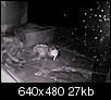 Cats out back (now w/ night vision pics)-notcat.jpg