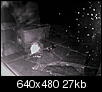 Cats out back (now w/ night vision pics)-notcat2.jpg