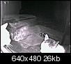 Cats out back (now w/ night vision pics)-tabbywhite5.jpg