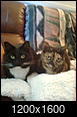 Sad that I need to leave my cats-010.jpg